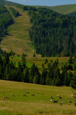 Реклама українського виробника молочної продукції. Купуй вітчизняне! Fujifilm X-T20, Nikkor-P 105/2.5 Ai'd