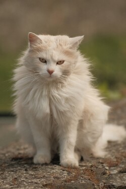 Кіт на об'єктив долларів за 70. Nikkor-P 105/2.5 та Fujifilm X-T20